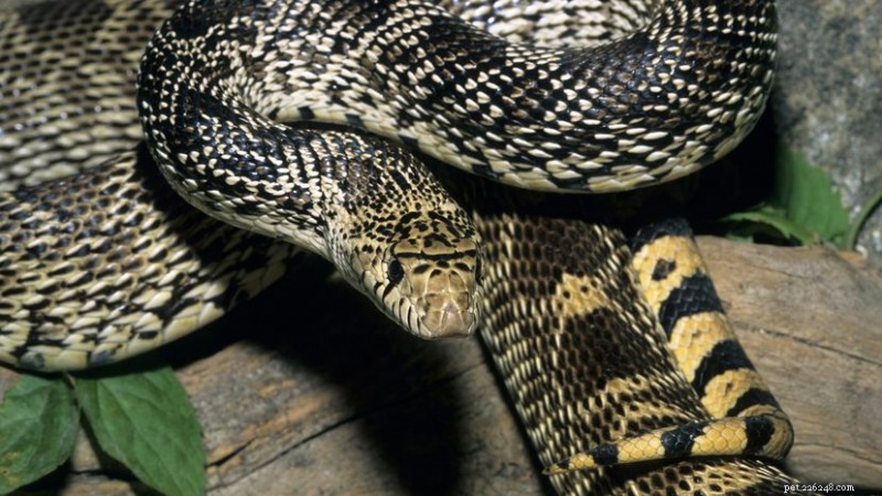 Bull Snakes: Powerful, Nonvenomous Guardians of North America