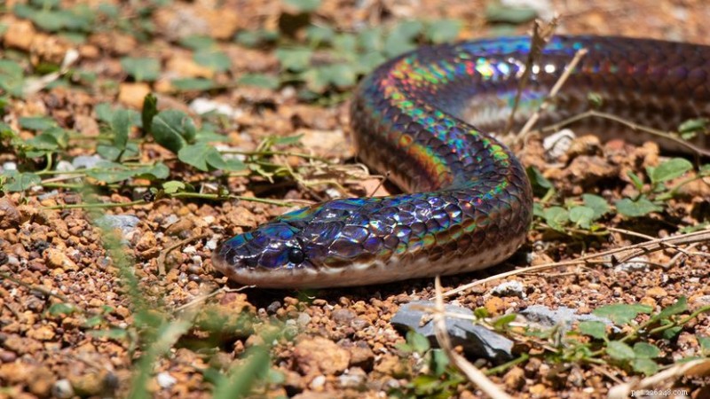 The Sunbeam Snake: Southeast Asia’s Iridescent Rarity Revealed