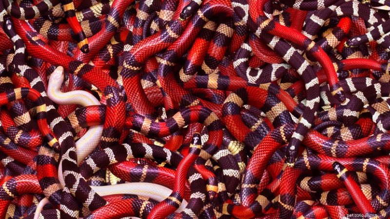 Snake Island: The World’s Most Venomous 1‑Square‑Meter Snake Haven