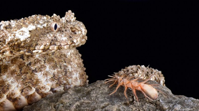 The Spider‑Tailored Horned Viper: How It Deceives Birds with a Fleshy Lure