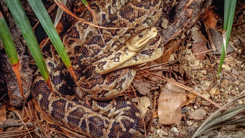 The Cuban Boa of Guantanamo Bay: Conservation, Biology, and Habitat