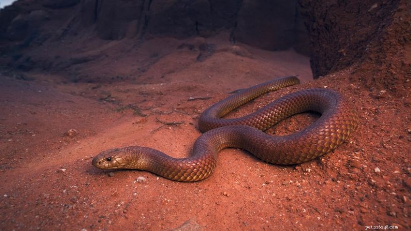Why the King Brown Snake of Australia Earns Its Regal Name