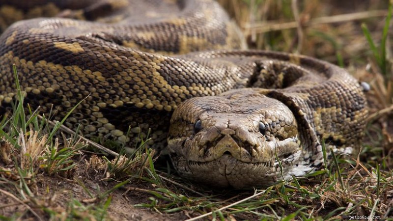 African Rock Python: Size, Diet, and Conservation Insights