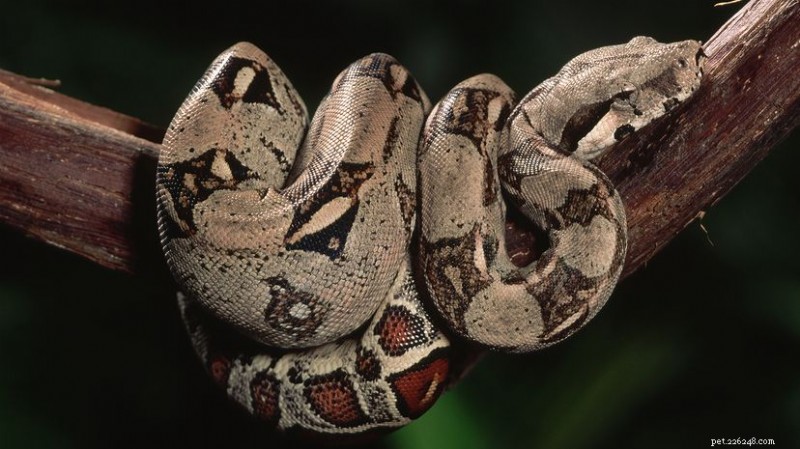 The Boa Constrictor: Habitat, Diet, and Reproduction Explained