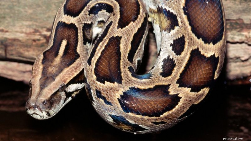 Burmese Python Invasion: How This Powerful Snake Threatens Florida’s Ecosystems