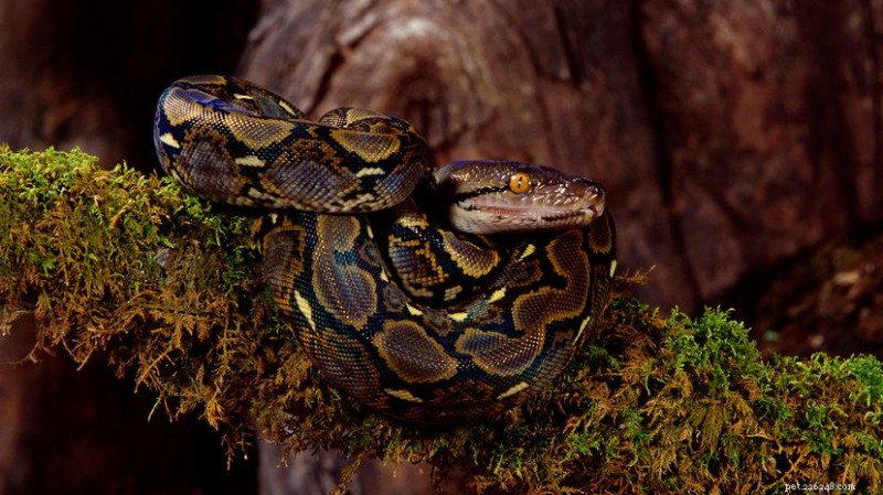 The Python Snake: Size, Diet, Habitats, and Conservation