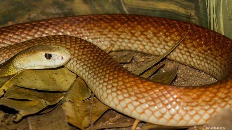 Snakes Are Not Deaf: New Research Confirms They Hear Airborne Sounds