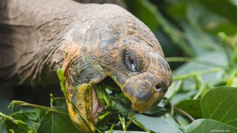 What Do Turtles Eat? A Complete Guide to Their Diets