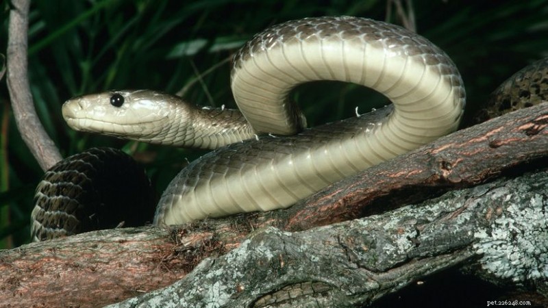 Black Mamba: Separating Myth from Reality – Size, Venom, and Behavior