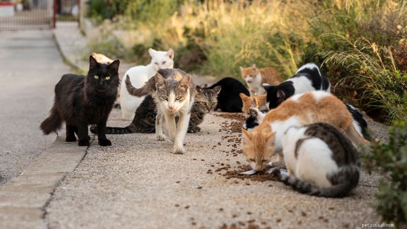 What Is a Group of Wild Cats Called? Names for Feral, Domestic, and Big Cats