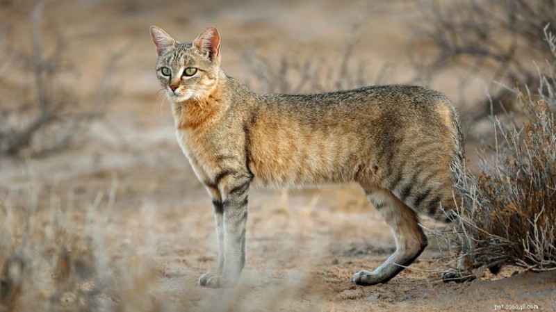 From the Fertile Crescent to Your Sofa: The Journey of Domestic Cats