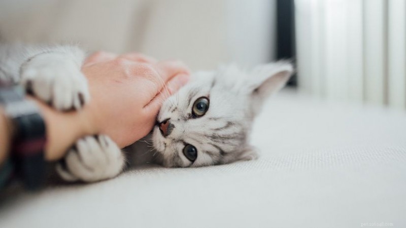 Why Does My Cat Bite During Petting? Understanding and Managing Petting‑Induced Aggression