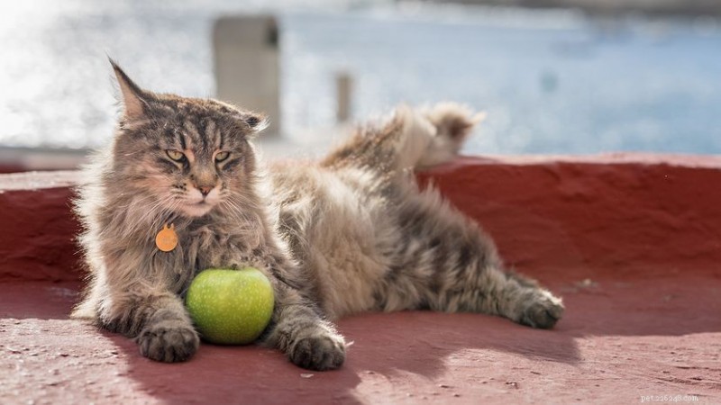 Can Cats Safely Enjoy Apples? A Guide to Seeds, Sugar, and Portions