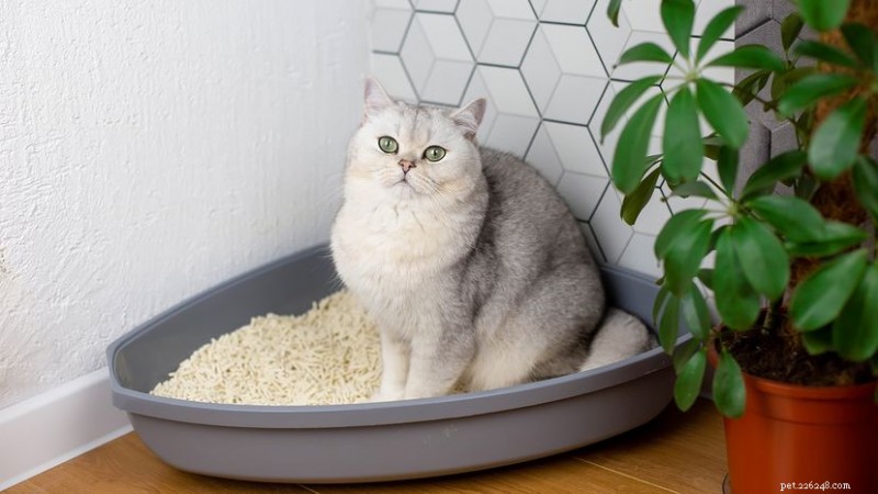 Why Is My Cat Lying in the Litter Box? Understanding the Causes and How to Help