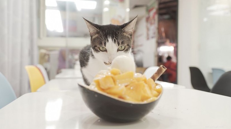 Can Cats Safely Eat Mango? Here’s What You Need to Know