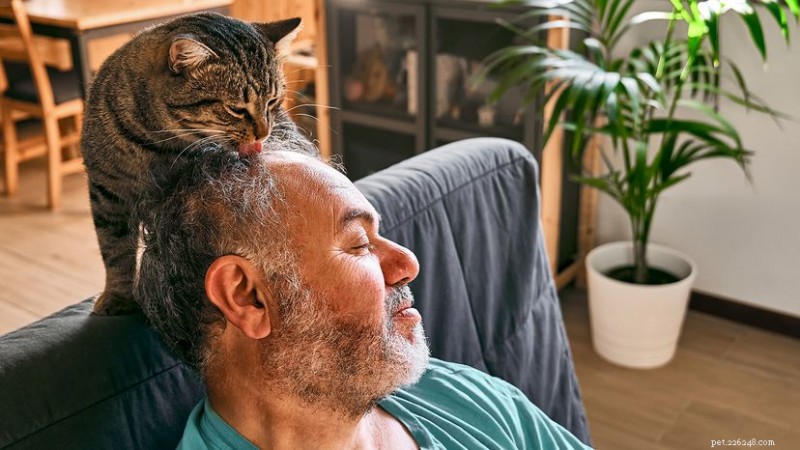 Why Does Your Cat Lick Your Hair? Understanding the Affectionate Behavior