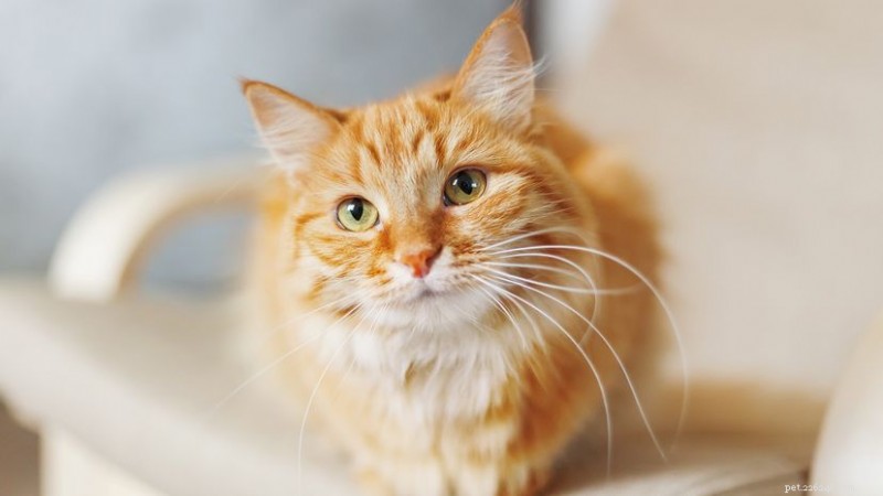 What Makes Ginger Cats So Fascinating? 6 Science‑Backed Facts + 2 Fun Tidbits