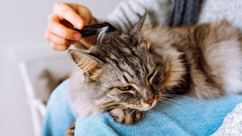 What Causes Sudden Excessive Cat Shedding and How to Address It