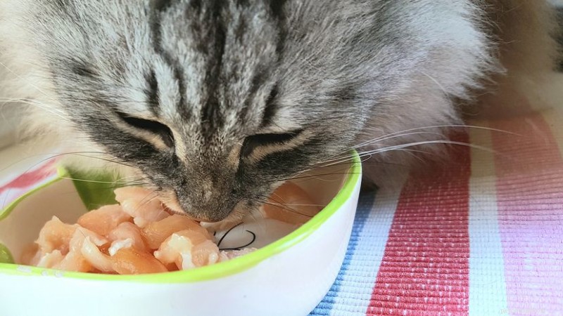 Can Cats Eat Raw Chicken? Safe Practices and Key Considerations