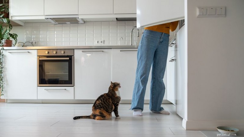 Is Your Cat Constantly Hungry? How to Distinguish Normal Appetite From Health Concerns