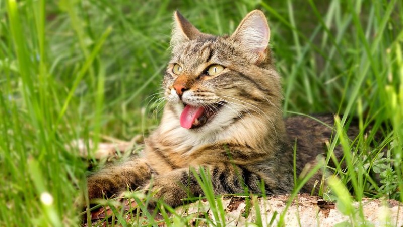 Why Your Cat May Be Panting: Red Flags and When to Call the Vet