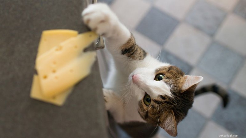 Can Cats Safely Eat Cheese? Which Cheeses Are Cat‑Friendly?