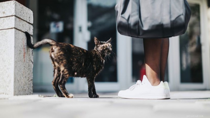 Why Do Cats Follow You? Understanding the Behavior and When to Act