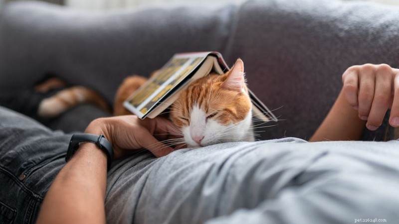 Why Does My Cat Sleep on Me? Expert Insights into Their Cozy Naps