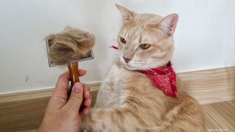 Why Does My Cat Flake? Causes, Diagnosis, and Expert Care Tips