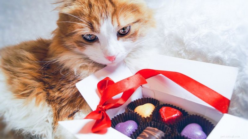 Why Chocolate is Toxic to Cats: Safe Practices and Emergency Guidance