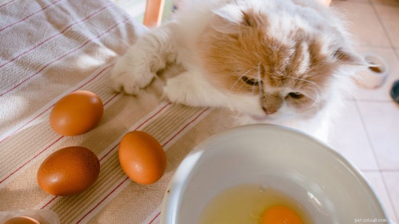 Can Cats Safely Eat Eggs? A Vet‑Approved Guide for Cats and Kittens