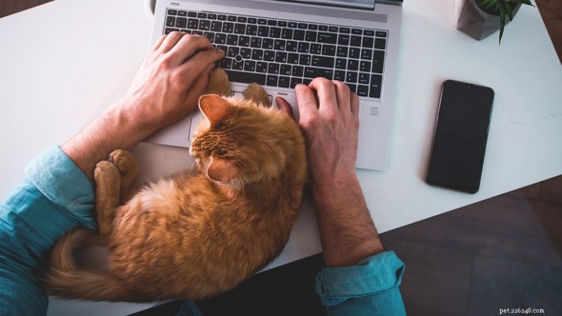 Why Is My Cat Suddenly Clingy? Expert Insights into Causes and Remedies