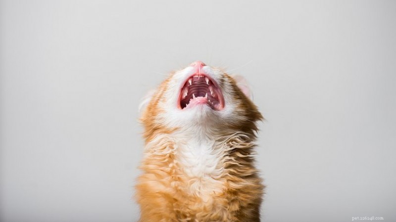 Why Does My Cat Meow Excessively? Causes & Effective Solutions