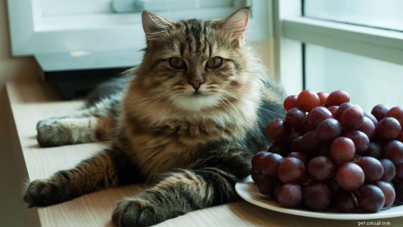 Why Grapes and Raisins Are Toxic to Cats – A Vet-Backed Guide