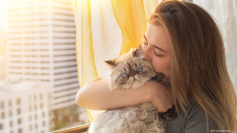 10 Most Affectionate Cat Breeds: The Ideal Feline Companions for Love‑Loving Pet Parents