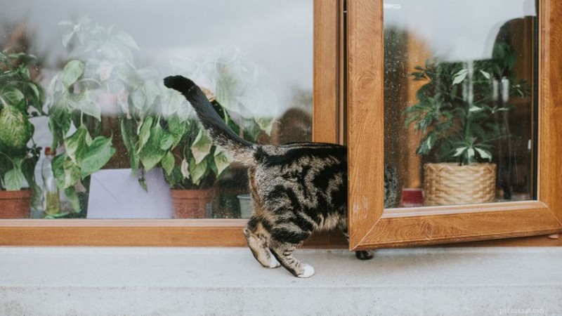 Is Eucalyptus Safe for Cats? Absolutely Not – A Veterinary Perspective