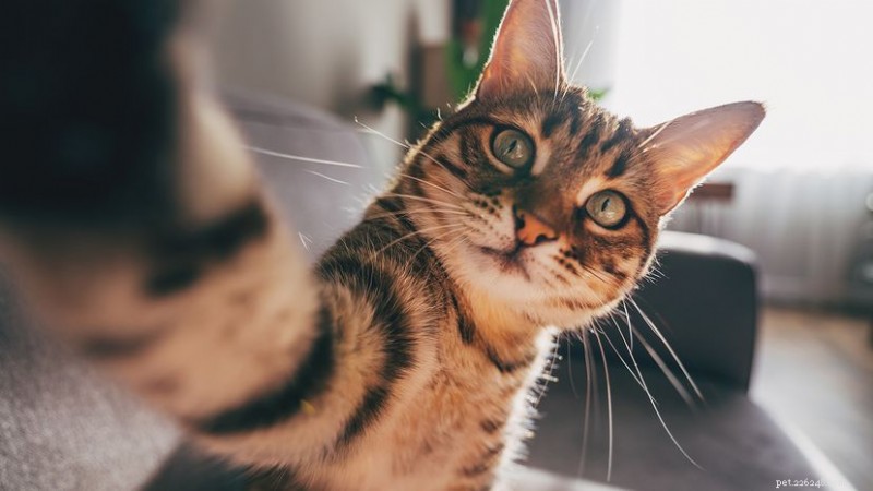 Are Cats Color Blind? Discover What Colors They Really See