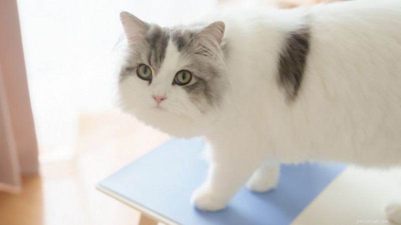 7 Elegant Grey‑White Cat Breeds You’ll Love