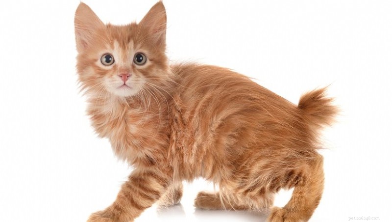 5 Distinct Bobtail Cat Breeds and Their Charming Short Tails