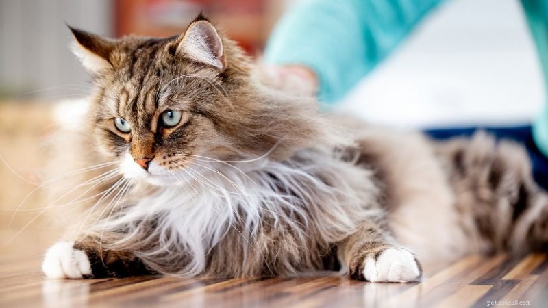 Siberian Cats: Judges, Owners, and the Breed’s Allure