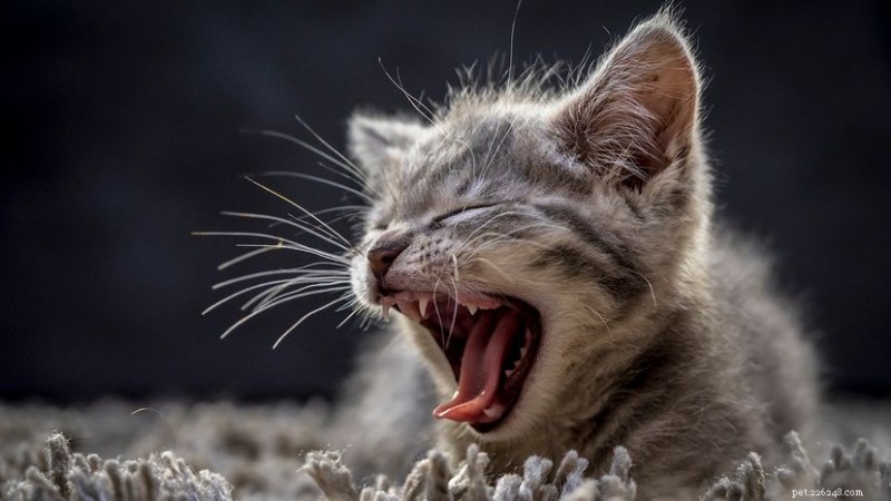 10 Classic Male Cat Names That Match Every Personality
