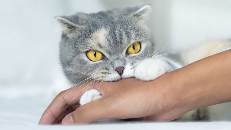 What Drives Your Cat to Bite? Distinguishing Love Bites, Play Aggression, and Medical Causes