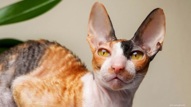 Cornish Rex Cats: Curly-Furred, Energetic Companions with Low Allergy Risk