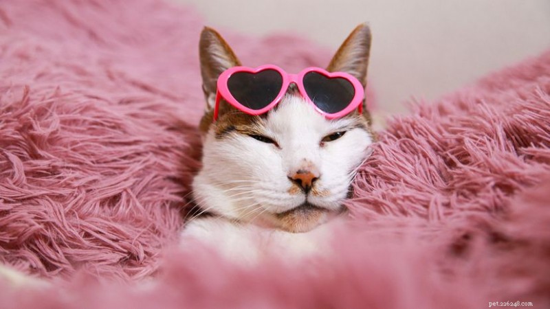 36 Playful Cat Names to Add a Dash of Humor to Your Feline Friend