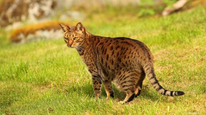 Ocicat: The Elegant, Affectionate Cat with Wild‑looking Spots