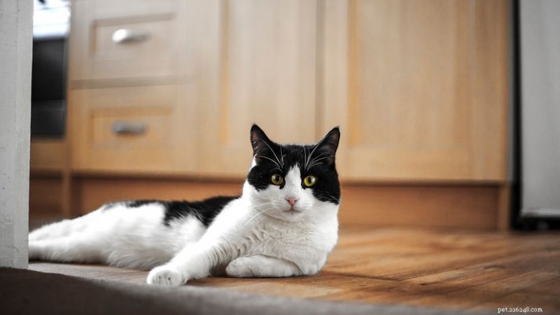 7 Classic Black‑White Cat Patterns Every Owner Should Know