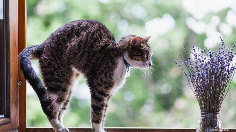 Why Lavender Is Dangerous for Cats – Protect Your Feline Companion