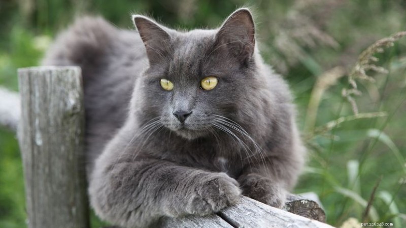 Nebelung Cat: The Elegant, Silver‑Tipped Long‑Haired Companion