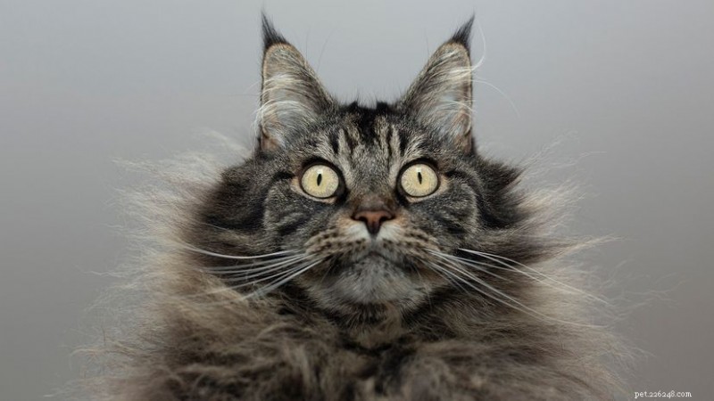 Why Cats Flatulate: Causes, Symptoms, and How to Help