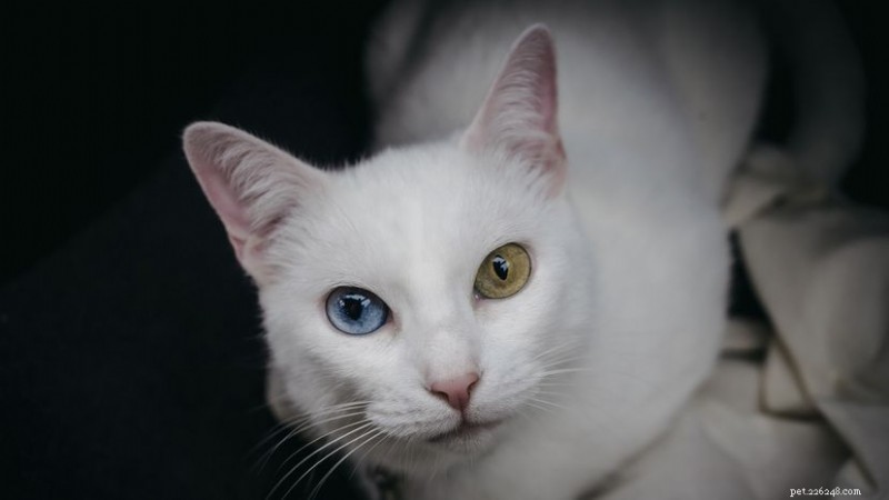 10 White Cat Breeds That Combine Beauty, Personality, and Health Insight